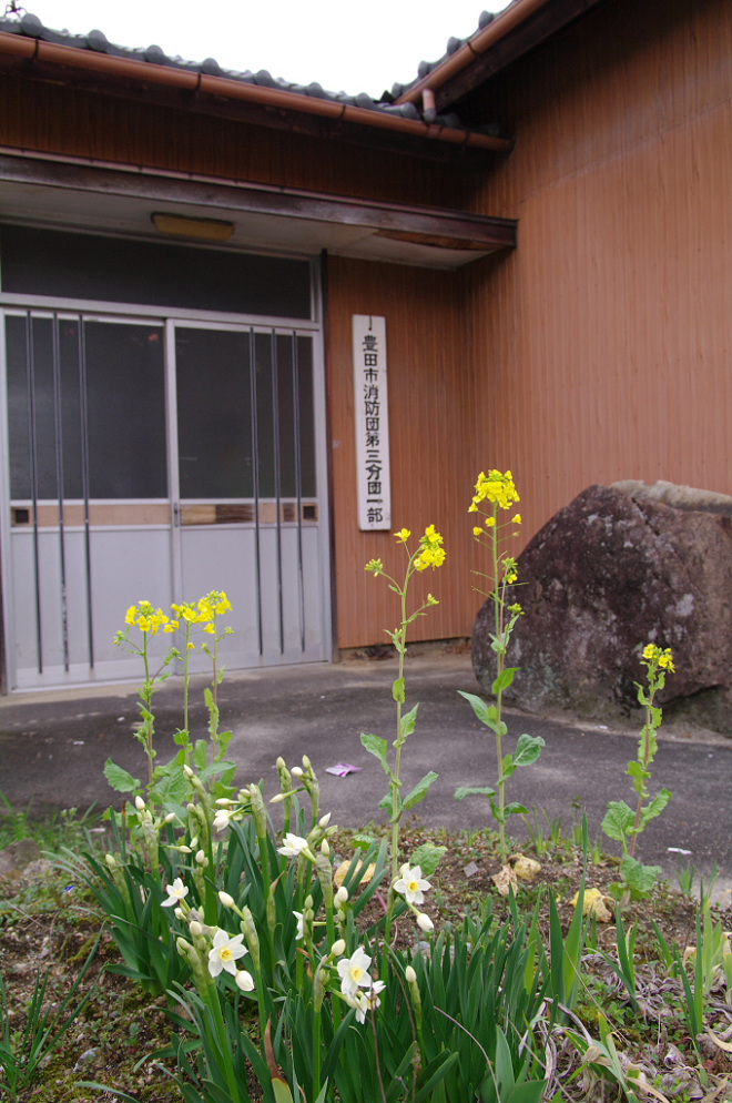 水仙と菜の花.jpg