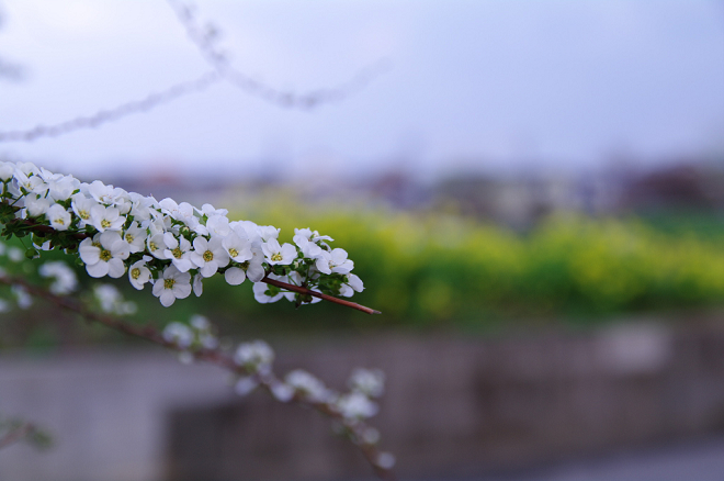 雪柳と菜の花.jpg